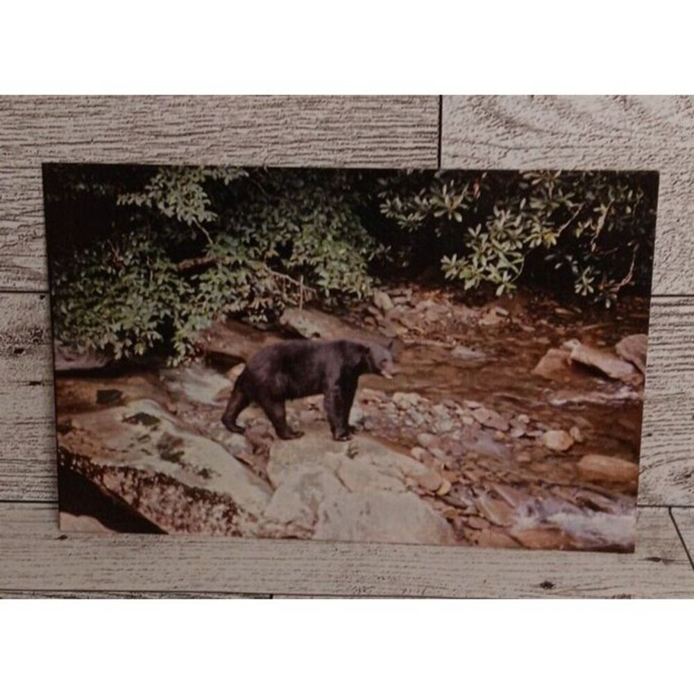 Vintage Postcard Black Bear Stream Great‎ Smoky Mountains Ephemera Souvenir